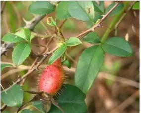 井瓜托子怎么吃