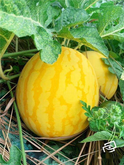 随处都有吃瓜的,揭秘网络舆论场中的狂欢与反思