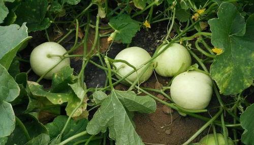 吃瓜吃大瓜口感嘎嘎甜,揭秘吃瓜吃大瓜的甜蜜口感