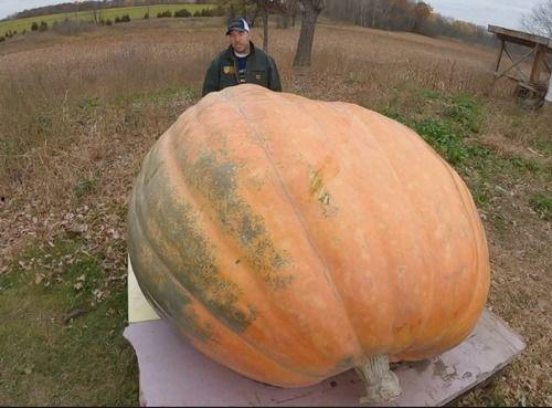 吃田瓜会呕吐吗,吃田瓜引发呕吐现象揭秘