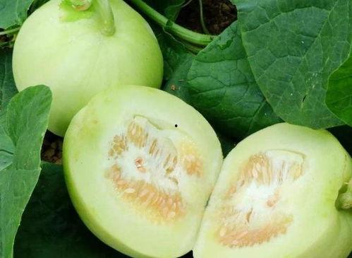 减肥可以吃的瓜,减肥期间的理想瓜果选择指南