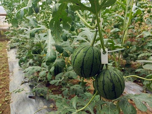 一名吃瓜群众正在吃瓜