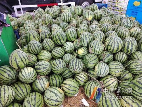 宁波大专吃瓜,宁波大专校园里的那些“吃瓜”趣事