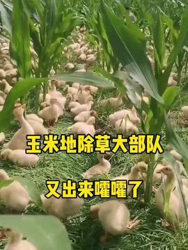 羊羊吃的瓜,探寻草原上的美味秘密