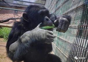 猩猩吃瓜了,揭秘灵长类动物的独特饮食习惯