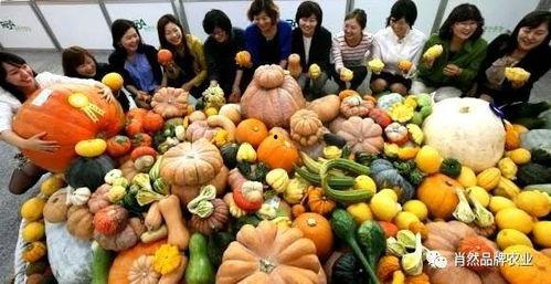 吃瓜篓子打屁,打屁趣事大盘点