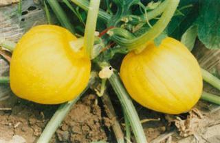 光瓜栗的瓜怎么吃,解锁夏日清新瓜果新吃法