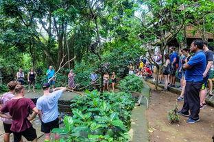 池塘里吃瓜,探寻自然生态中的和谐共生