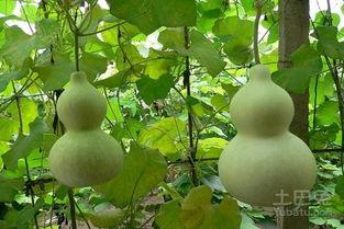 吃葫芦瓜的大妈